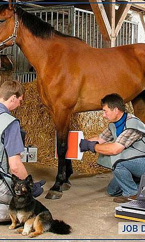 Placa DR portátil	 Placa DR portátil